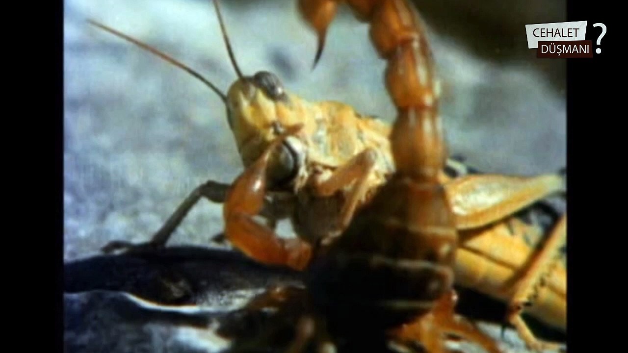Akrepler nasıl avlanır - How Sscorpions Hunt