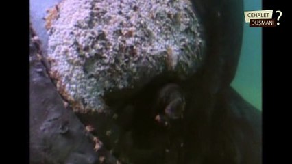 Çekim Yaparken Aniden Balina Geliyor - Whale Appeared