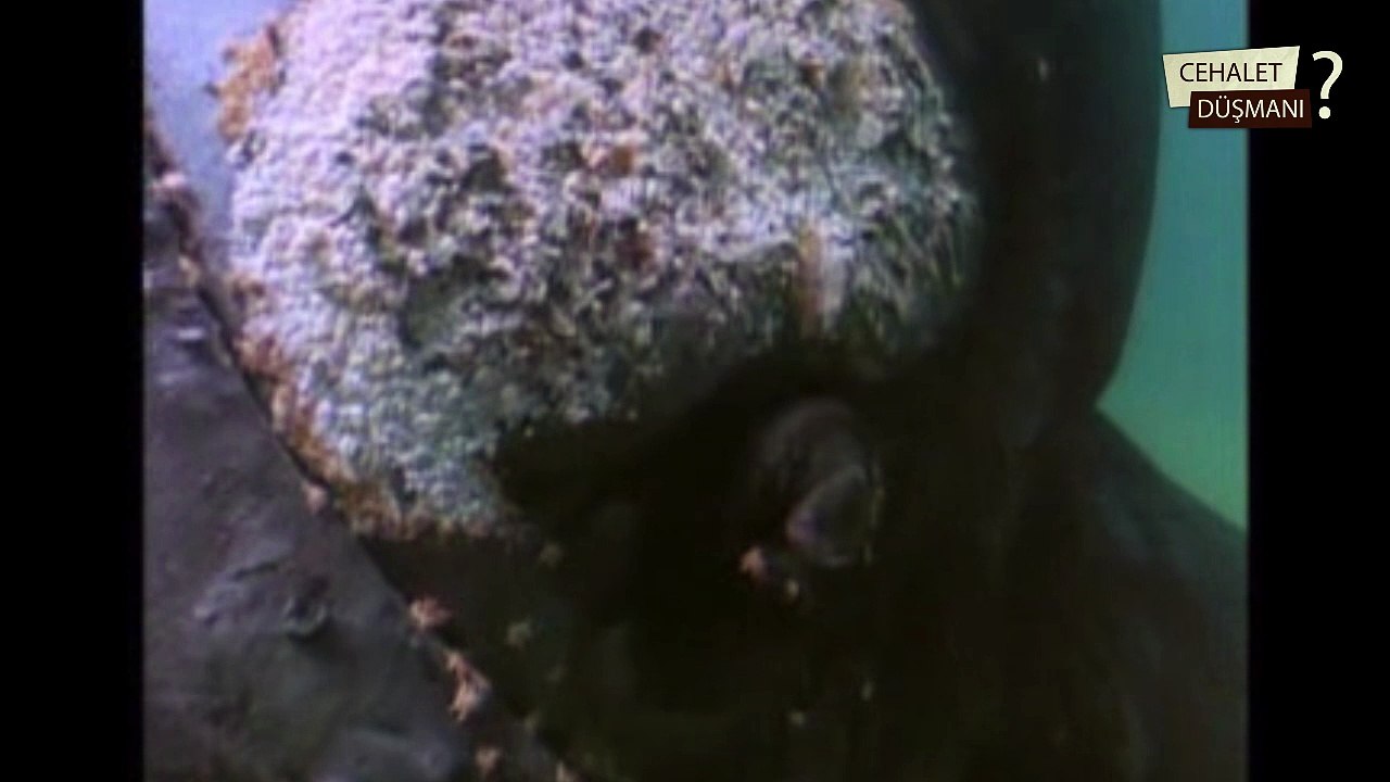 Çekim Yaparken Aniden Balina Geliyor - Whale Appeared