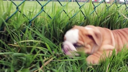 Cutest English Bulldog Puppies EVER !