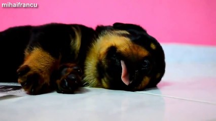 Cutest Puppies Dreaming Compilation 2014 [NEW] !