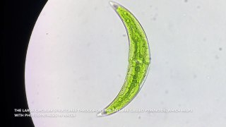 Closterium (algae cell - 400x) - Brownian Motion