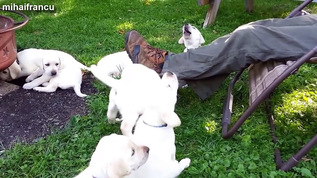 Cute Puppies Compilation    NEW !