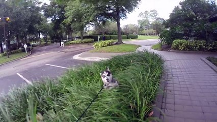 Cute Puppies Kissing and More (Petco Friday 5) !