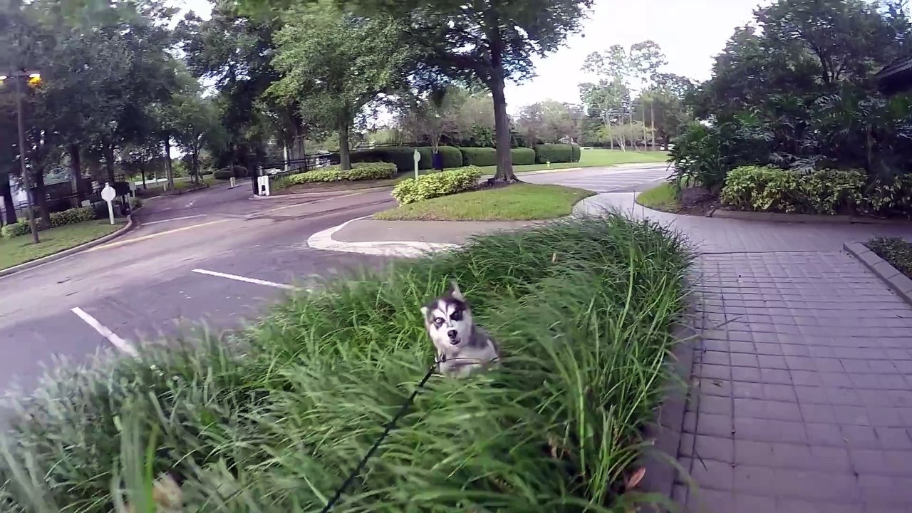 Cute Puppies Kissing and More (Petco Friday 5) !