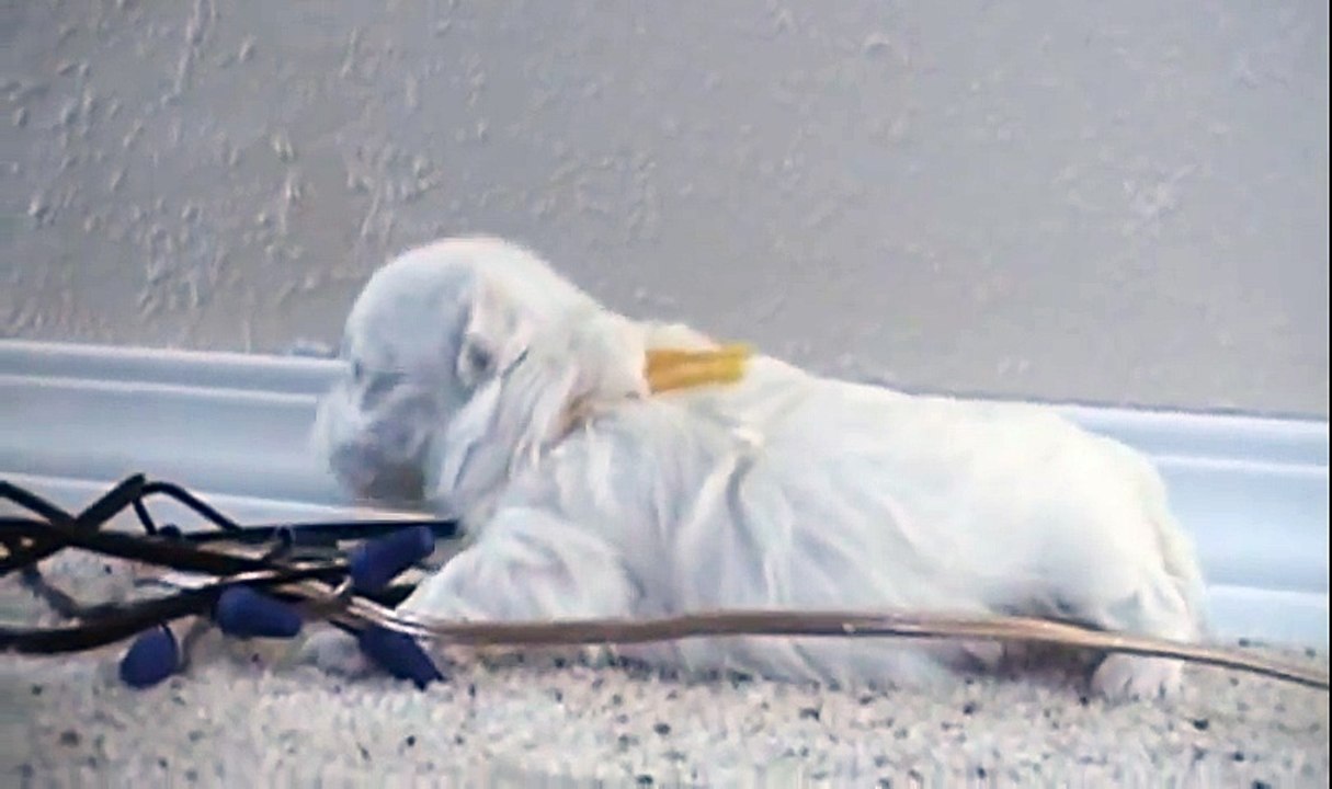 CUTE PUPPIES!!- 2 Weeks Old- Twitching and Eating Solid Food ! !