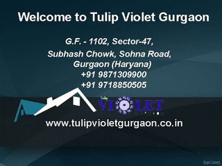 Tulip Violet In Gurgaon v