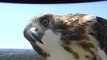 Cet aigle est bien curieux d'une caméra météo aux Etats Unis