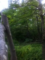 TRAIL CAMERA BIGFOOT FOOTAGE