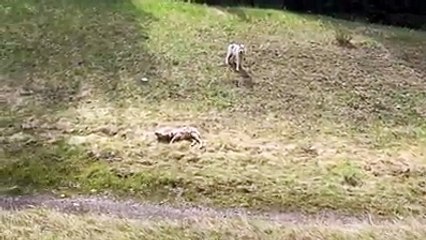 Witness How Brutal Alberta's Wilderness Can Really Be