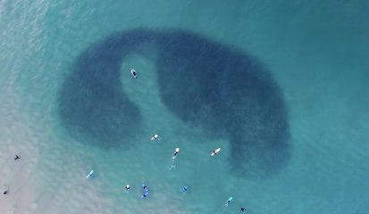Une otarie qui chasse un banc de poissons filmée par un drone