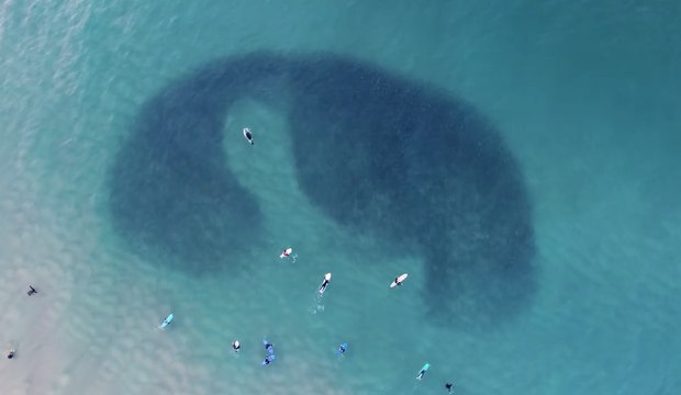 Une otarie qui chasse un banc de poissons filmée par un drone