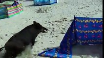 Un cinghiale in spiaggia scatena il terrore tra i bagnanti
