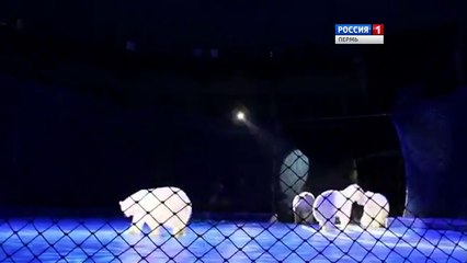 サーカス団で演技する四頭のホッキョクグマたちのペルミ公演リハーサル (Jul.20  2016)