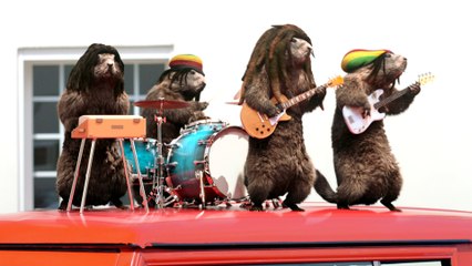 Bel été avec les Marmottes Rastas