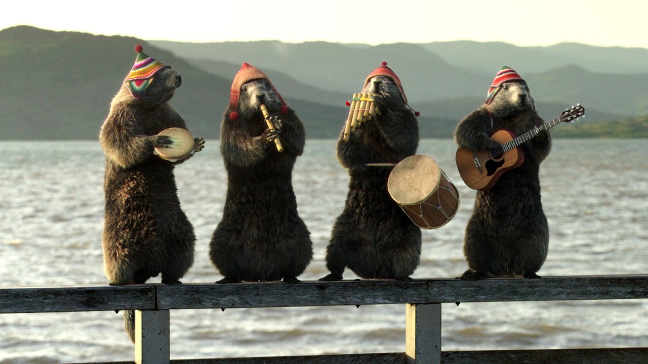 Bel été avec les Marmottes Péruviennes
