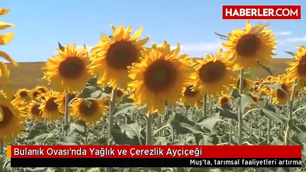 Bulanık Ovası'nda Yağlık ve Çerezlik Ayçiçeği