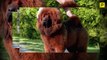 The World s Most Terrifyingly Awesome & Terrifyingly Expensive Dog - Tibetan Mastiffs