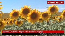 Bulanık Ovası'nda Yağlık ve Çerezlik Ayçiçeği