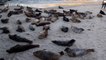 Seals and sea lions chill on California beach