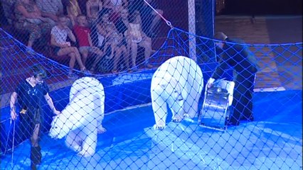 サーカス団で演技する四頭のホッキョクグマたちのペルミ公演初日 (Jul.26  2016)