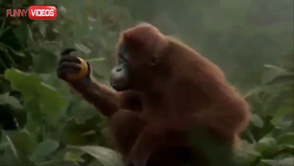 Funny Videos - I Like To Move It - Monkey Dance!! LOL xprovideo