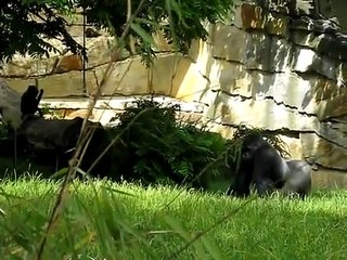 Amazing Bully Gorilla attack video-[Funny Animals Videos]