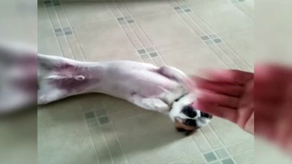 Amazing Kung-fu Dog Trick !