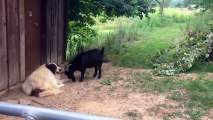 Viral Video UK Goat annoys dog