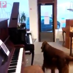 C.A-Köpek Piyano Çalıyor