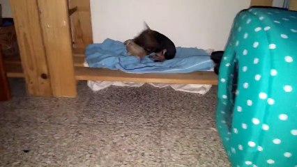 Young baby chihuahua puppie playing with toy cat