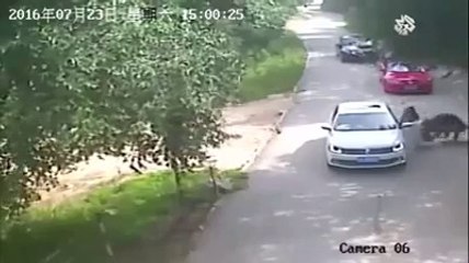 Chine- Une femme tuée par un tigre dans un parc zoologique de Pékin