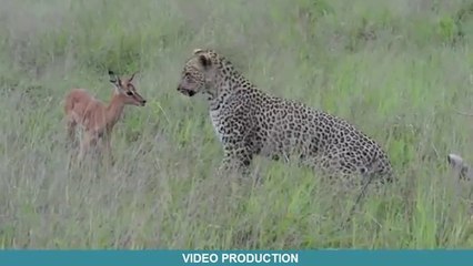 The most powerful scenes to save the animals to each other _ the world of predators