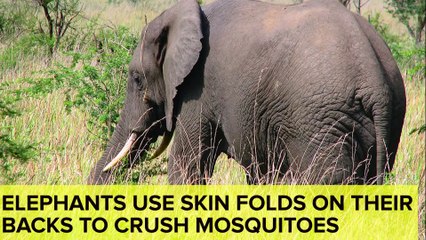 Totally Useless But Awesome Facts You Need To Know