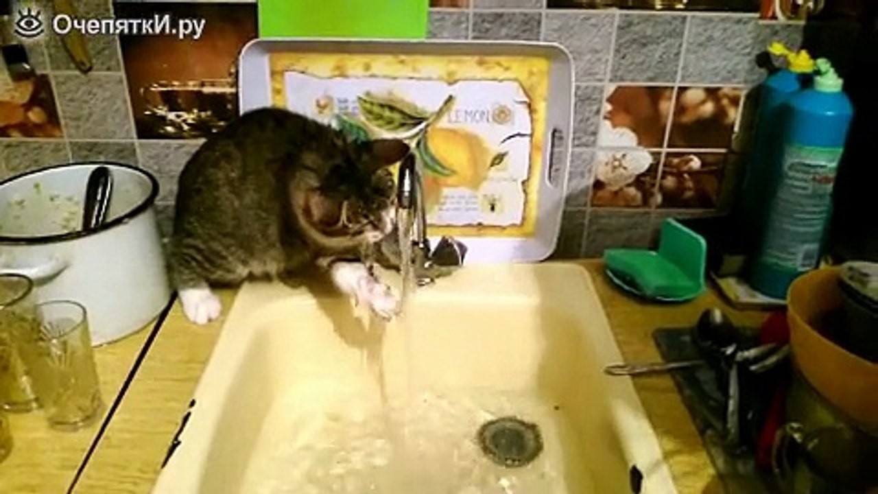 Кошка и струя из крана
