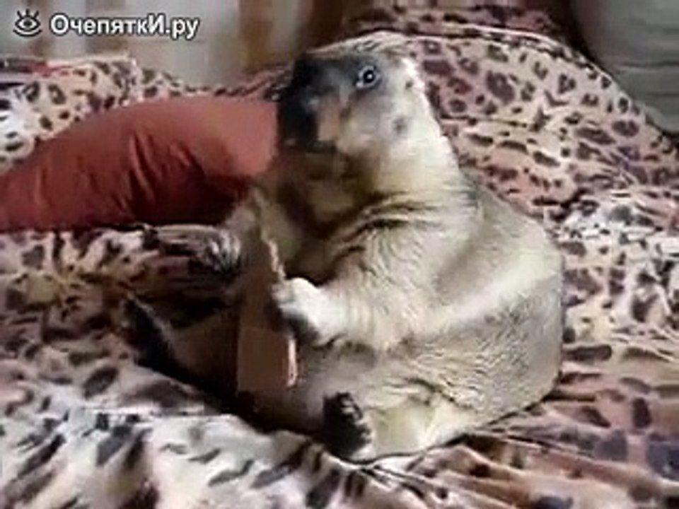 Сурок и печенька