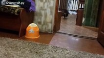 Кот бегает за апортом