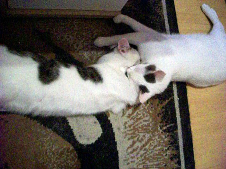 Harvey und Vinzent am 26.07.2016