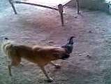 Dog and cock fight funny