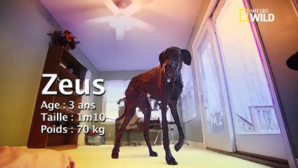 Ce chien a la taille d'une girafe. Incroyable !