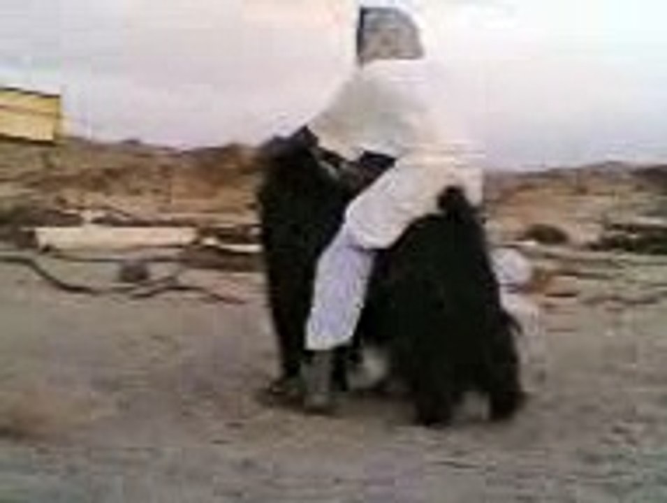 Arab and goat