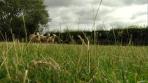 Dolly the sheep clones ageing normally