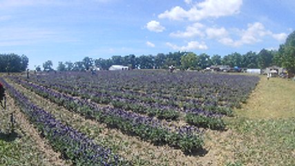Lavender Fields