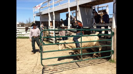 Bullriding School 2016