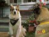 100 Deeds For Eddie McDowd - Season 1 - Episode 18 - Big Dog