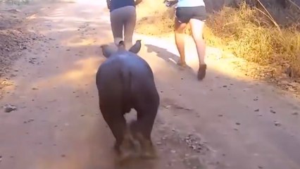 This Baby Rhino KNOWS HIS NAME?