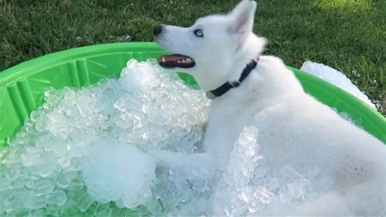 Siberian husky gets an ice pool