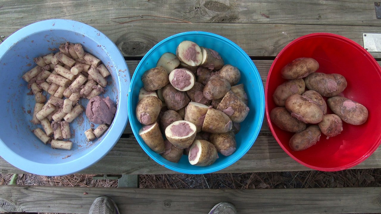 Do Big Cats Like Potatoes?