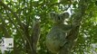 Remote group of Koalas are under threat