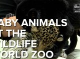 Baby animals at the Wildlife World Zoo - ABC15 Digital